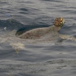 Green Sea Turtle at the surface at Barracuda Point, Sipadan
