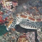 Green sea turtle in a cave at Coral Garden, Sipadan