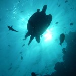 Green sea turtle in the sun light of Barracuda Point, Sipadan
