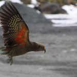 Kea