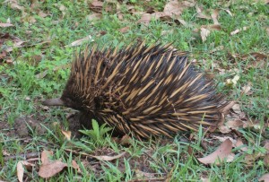 Echidna