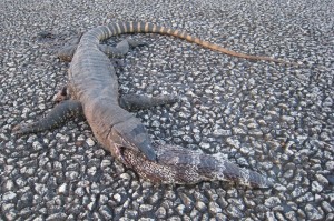 Blauzungenskink isst Tannenzapfenechse