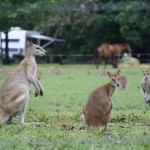 Wallabies Wallabies