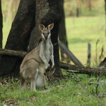 Känguruh mit Jungem Känguruh mit Jungem