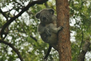 Koala in Port Macquarie