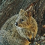 Quokka Quokka